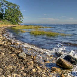 Sea Shells (and Other Remarkable Creatures) of the Long Island Sound