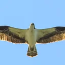 Birds of the Bay Kayak