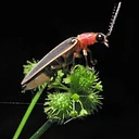 Webinar: Fantastic Fireflies