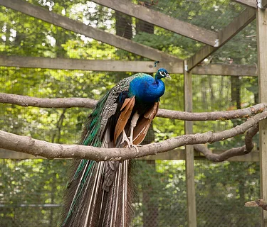 Farm Science: Fantastic Feathers
