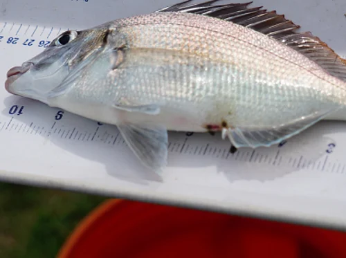 Catch & Release: Fishing Series (Afternoon Event)