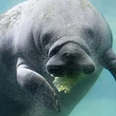 Conservation Connections: Manatee Awareness Month 2026