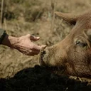 Shorts Program + Q&A | 2026 Flyover Film Festival