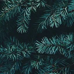 Garner Optimist Christmas Tree Lot
