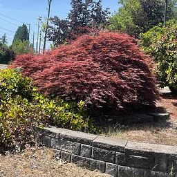 Pruning Weeping Laceleaf Maples