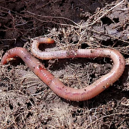Soil Health for the Home Gardener