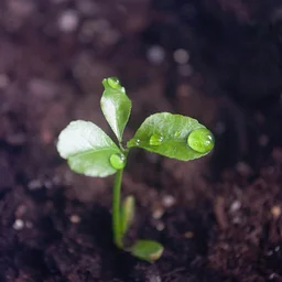 Winter Sowing Workshop
