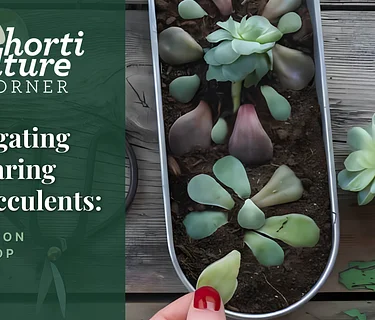 Horticulture Corner: Propagating and Caring for Succulents | A Hands On Workshop