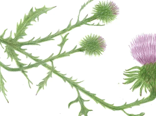 Colored Pencil I: Exploring the Possibilities