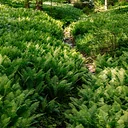 Garden & Estate Insider: Ferns of Winterthur