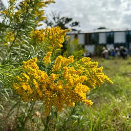 Virtual Lunchtime Tour: Magnificent Meadows