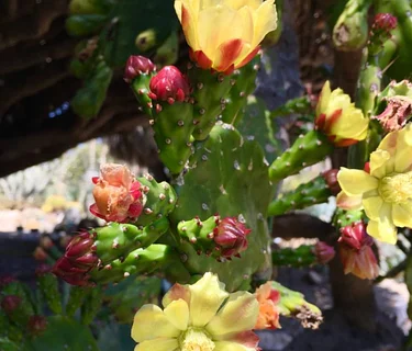 Guided Garden Tour – June 20