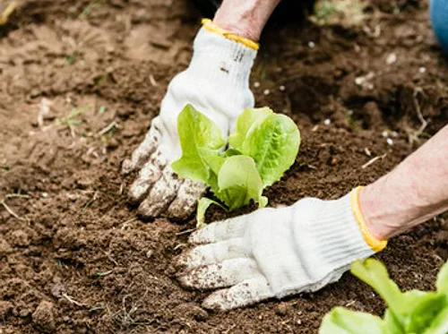 Austin Organic Gardeners April Meeting