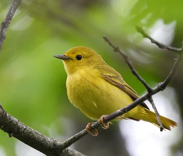 Friday Morning Birders - Jack Levin Preserve