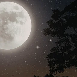 Full Moon Forest Bathing – Frick Park