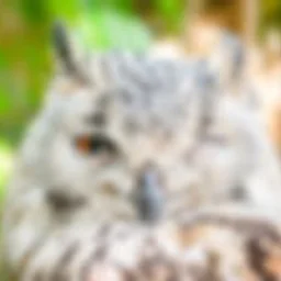 Owl Prowl - Michigan Owls