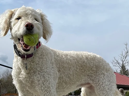 Dogs Enjoy Afternoon Reading (D.E.A.R.)