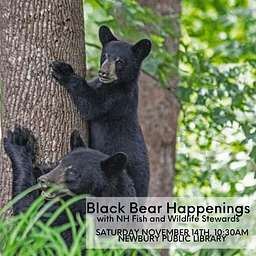 Black Bear Happenings