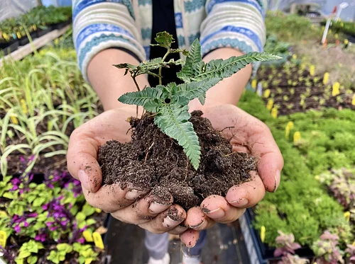 Zoom in on Soils – Online class