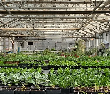 Spring Plant Sale