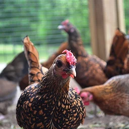 Chicken Time @ The Blandford Farm