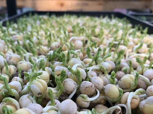 Indoor Seed Starting