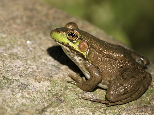 Calling of the Frogs