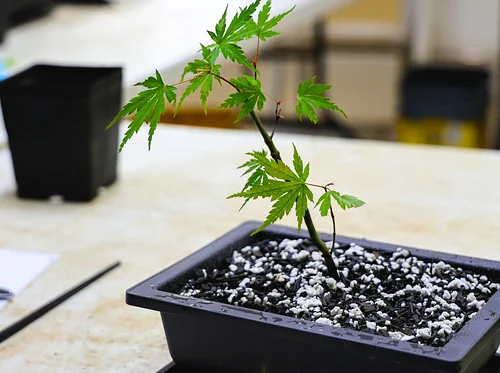 Garden Learning Series: Bonsai for Beginners