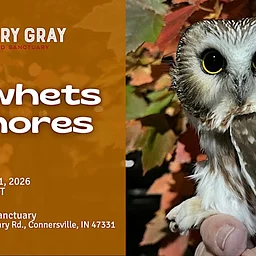 Saw-Whets & S’mores at Mary Gray Bird Sanctuary