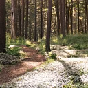 Among the Hemlocks: Beauty, Connection, and Restoration with Mary Hannah Parkman