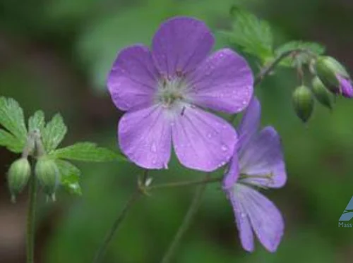 Growing Wildlife-Friendly Gardens with Mass Audubon