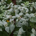 Trial Garden Highlights – Pycnanthemum (mountain-mint)