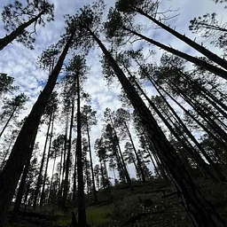 Peace in the Pines