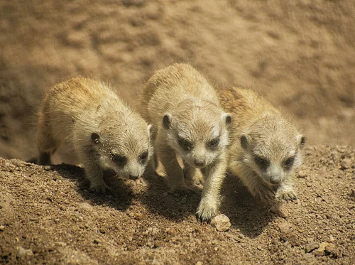 Special Holiday Stroller Safari: An Easter ‘Eggs’travaganza!