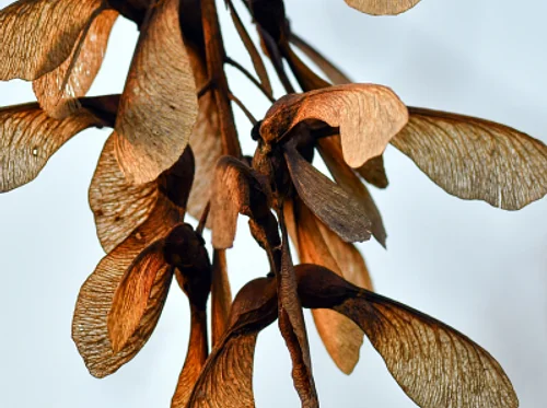 Gardening with Kids: Weird and Wonderful Seeds