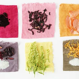 Dyeing with Plants workshop – Divide