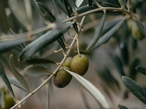 Taste of Terroir: Savor the Essence of Olive Oil