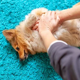 Pet CPR and First Aid