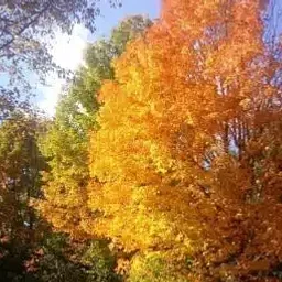Free Family Friday – Autumn Ecology Walk