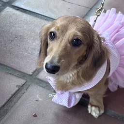 Yappy Hour: Howl-O-Ween Edition