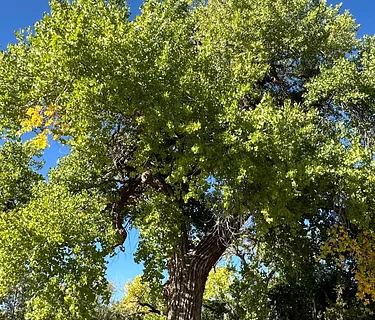 The Kinship of Trees (June 26)