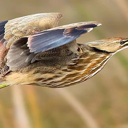Mead Bird Walk - Wagon Ride