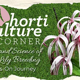 Horticulture Corner: The Art and Science of Crinum Lily Breeding