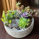 Succulent Container & Care Demonstration