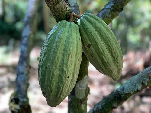Taste of Terroir: Experience the Flavors of Chocolate