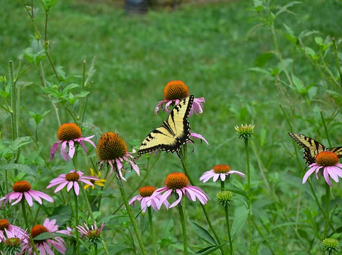 Build a Thriving Garden for Wildlife at Home