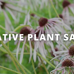 Missouri Prairie Foundation Fall Plant Sale