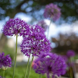 Annual Garden Horticulture Tour