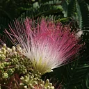 Bizarre Botany: Working Together