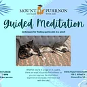Guided Meditation with Cats